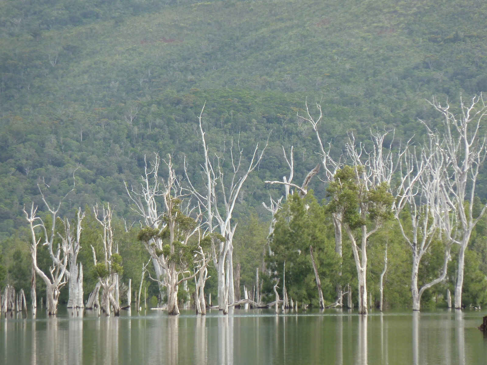 照片 新喀里多尼亚(New Caledonia) 蓝河公园(Parc de la Riviere Bleue) 2010-05 148