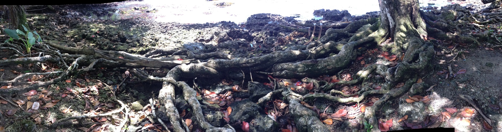 照片 哥斯达黎加(Costa Rica) 卡维塔(Cahuita) 2015-03 262