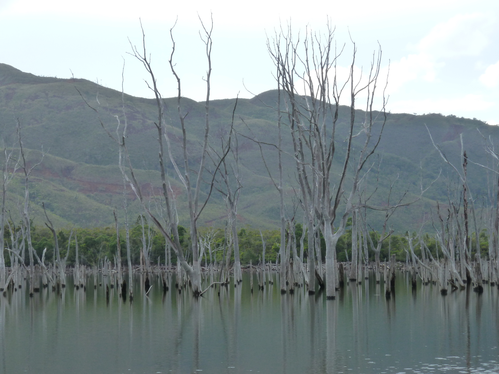 照片 新喀里多尼亚(New Caledonia) 蓝河公园(Parc de la Riviere Bleue) 2010-05 0