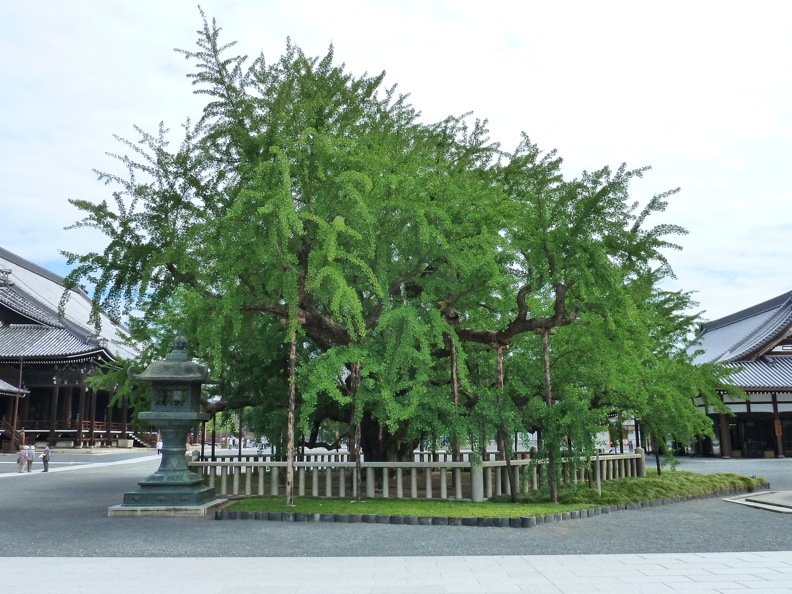 照片 日本(Japan) 京都(Kyoto) 西本愿寺(Nishi Honganji Temple) 2010-06 24
