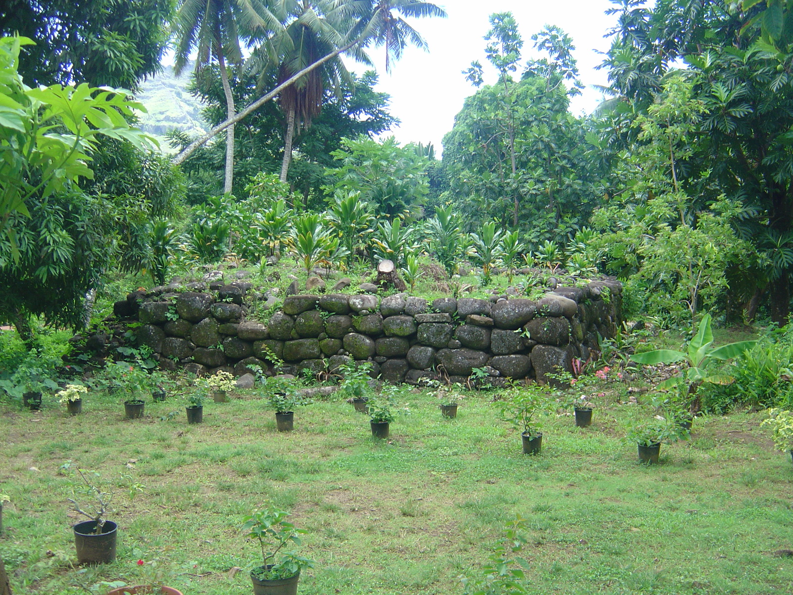照片 波利尼西亚(Polynesia) 马克萨斯群岛(Marquises) 2006-04 137