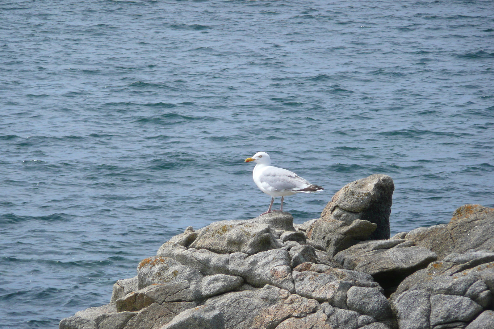 照片 法国(France) 基伯龙半岛(Quiberon peninsula) 波蒂维(Portivy) 2008-07 60