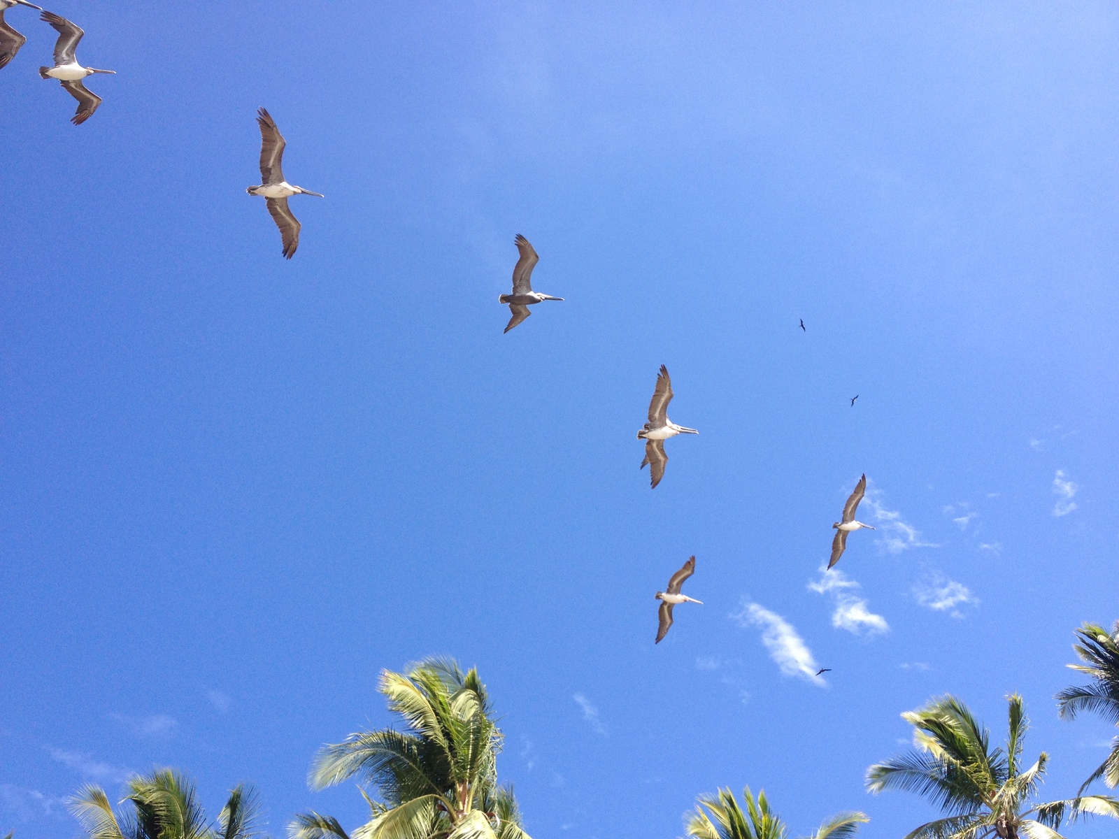 照片 哥斯达黎加(Costa Rica) 2015-03 72