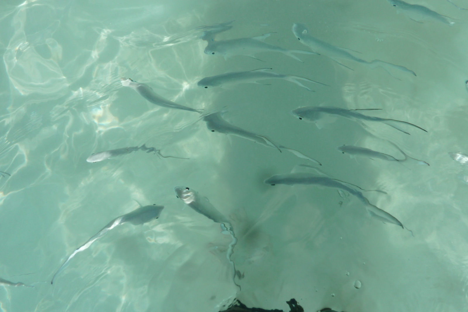 照片 塞舌尔(Seychelles) 拉齐奥湾(Anse Lazio) 2011-10 179