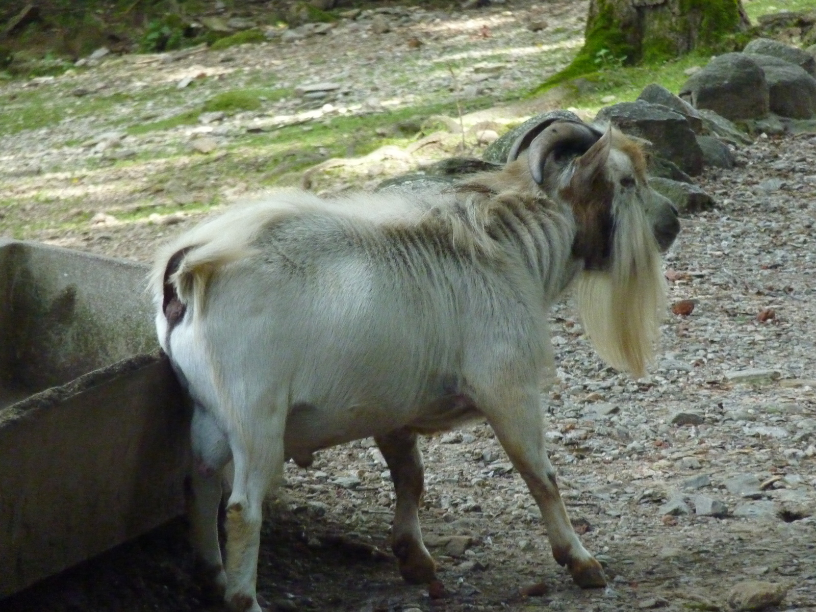 照片 意大利(Italy) 帕拉维奇诺别墅(Villa Pallavicino) 2009-06 62