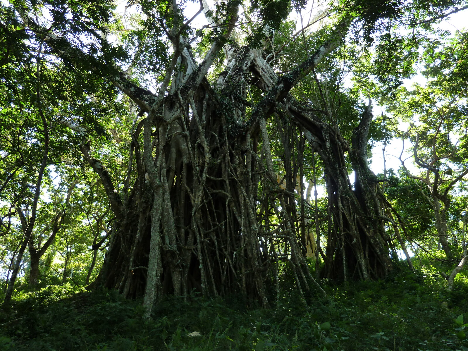 照片 斐济(Fiji) 2010-05 39