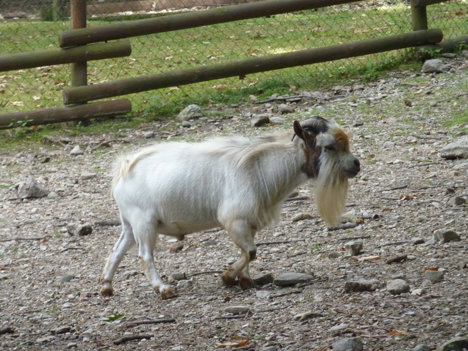 照片 意大利(Italy) 帕拉维奇诺别墅(Villa Pallavicino) 2009-06 78