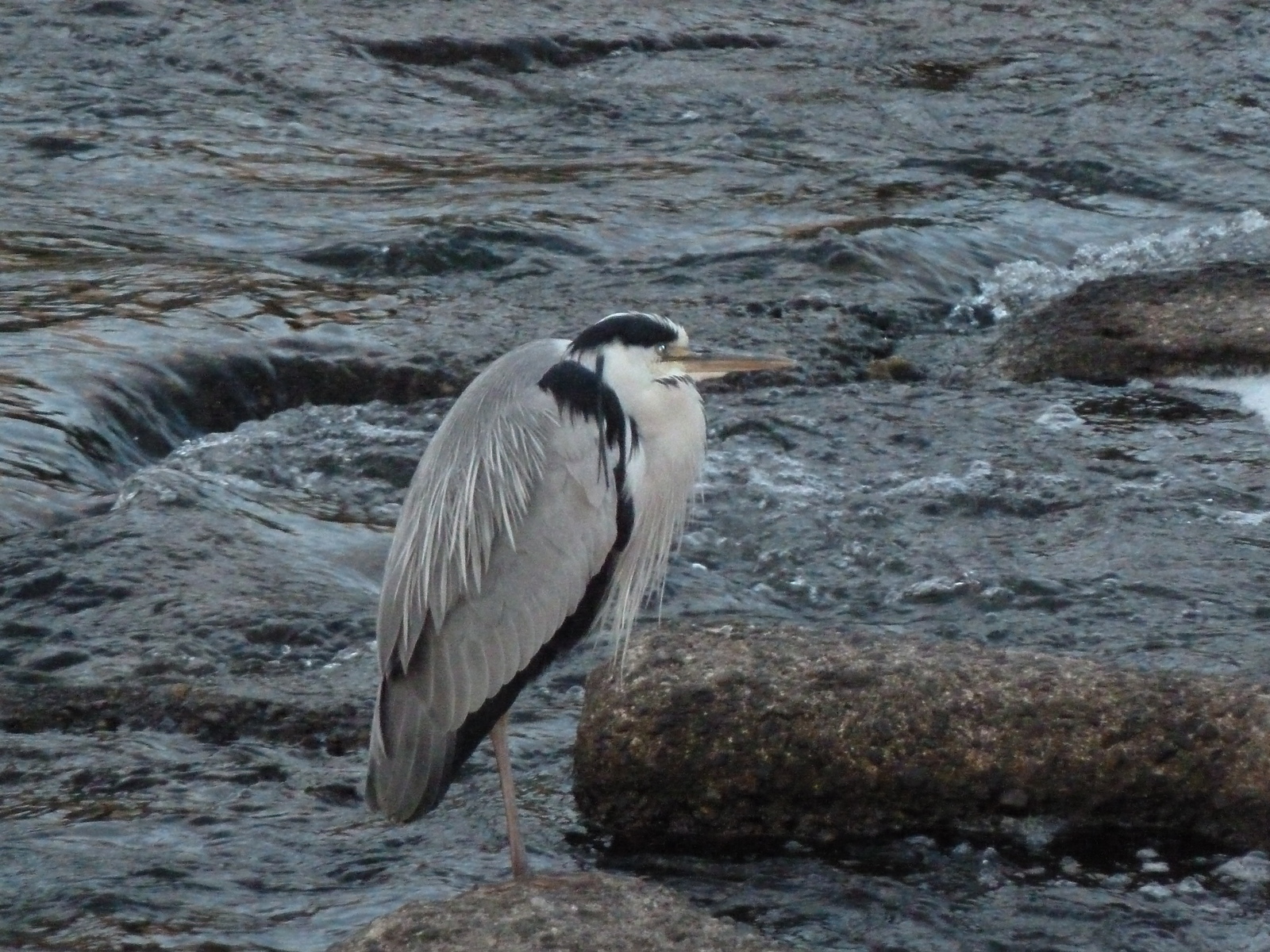 照片 日本(Japan) 京都(Kyoto) 鸭川(Kamo River) 2010-06 0