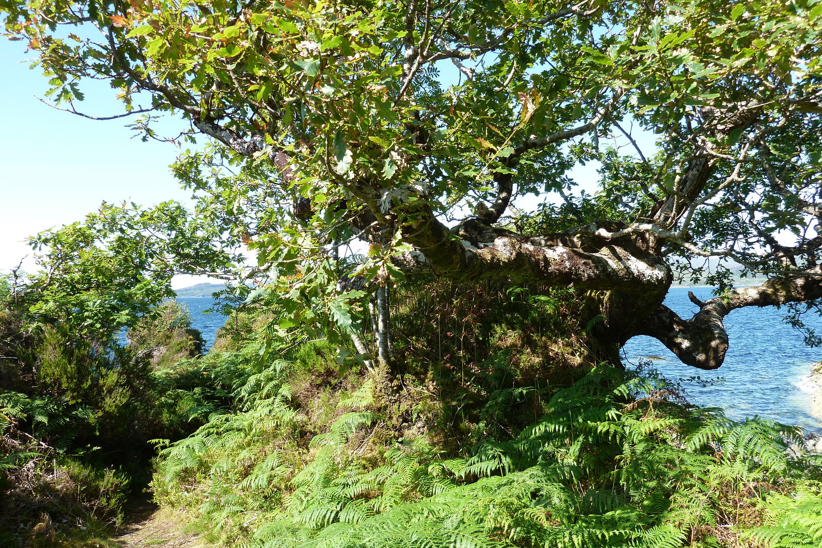 照片 英国(United Kingdom) 苏格兰(Scotland) 萨伦(Salen) 2011-07 97