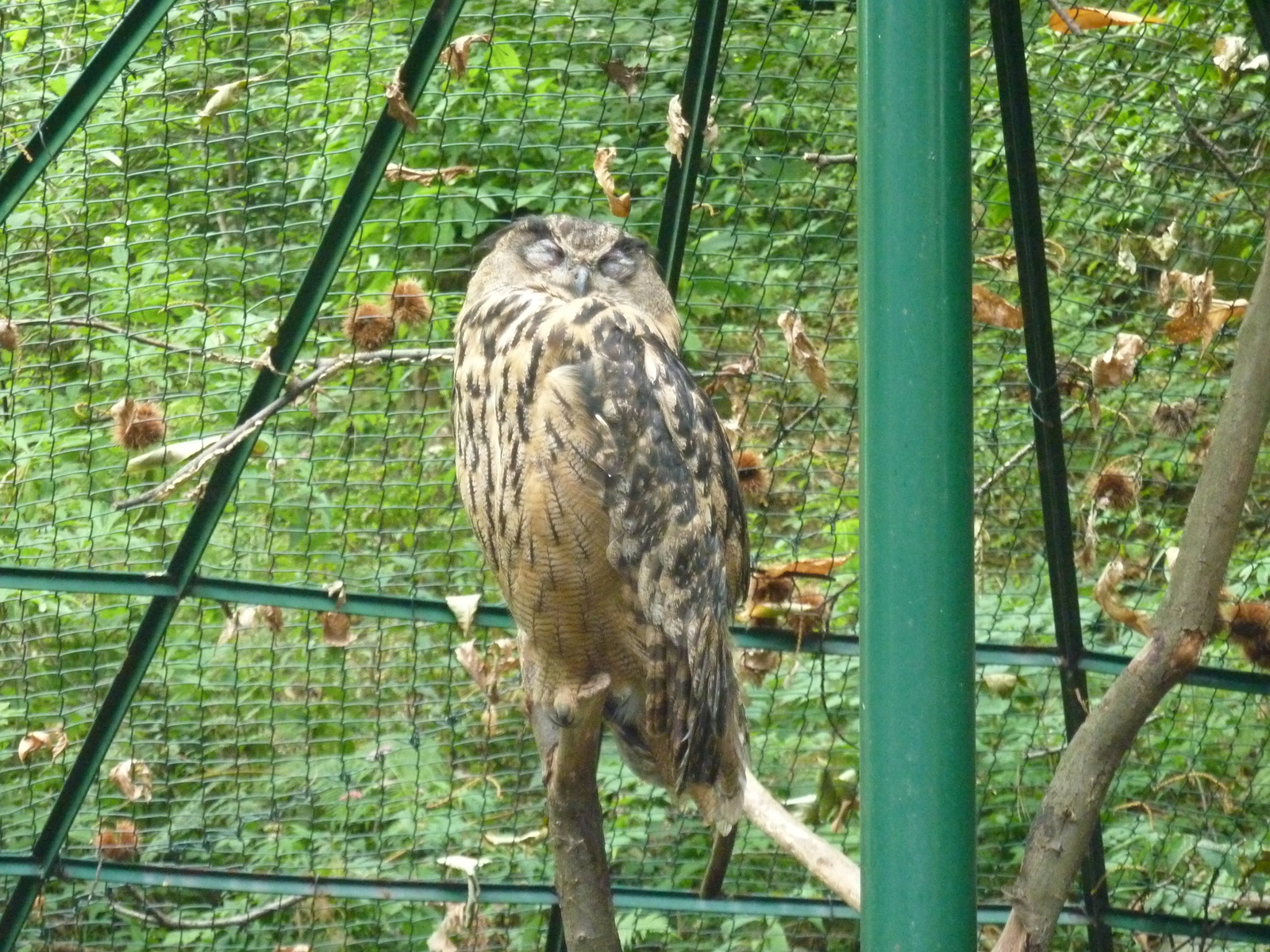 照片 意大利(Italy) 帕拉维奇诺别墅(Villa Pallavicino) 2009-06 66