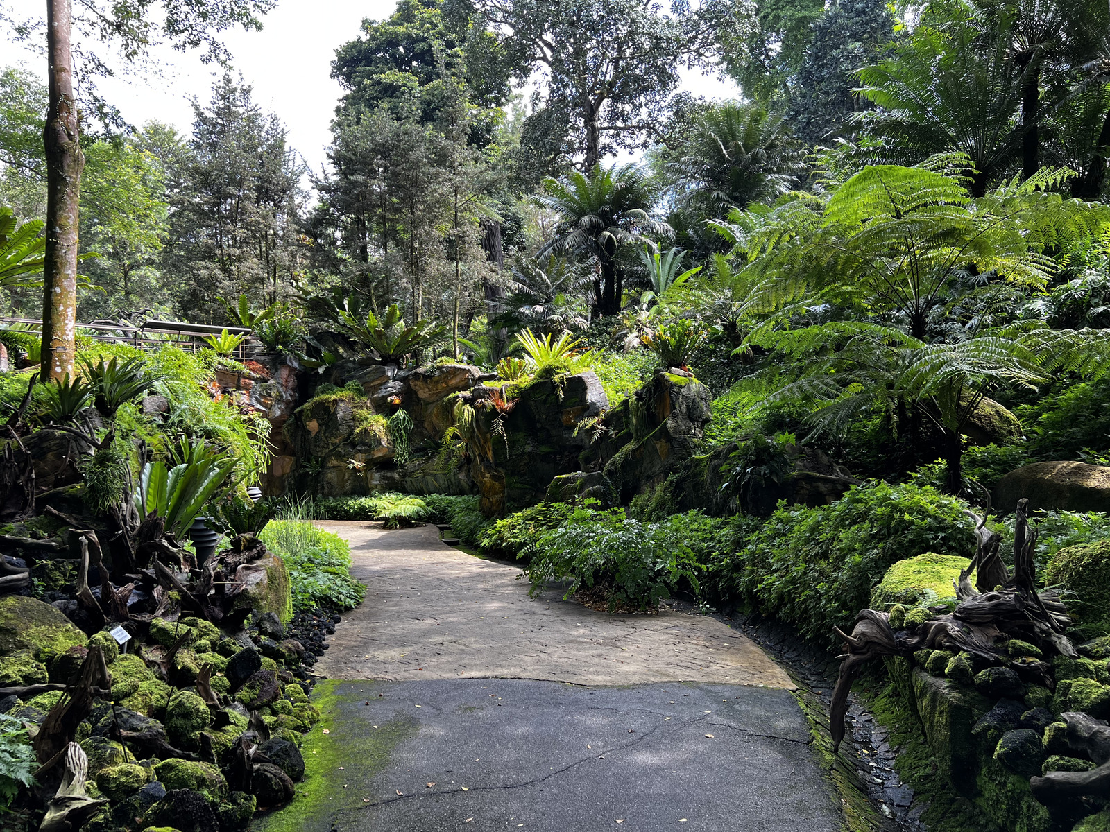 照片 新加坡(Singapore) 新加坡植物园(Singapore Botanic Gardens) 2023-01 37
