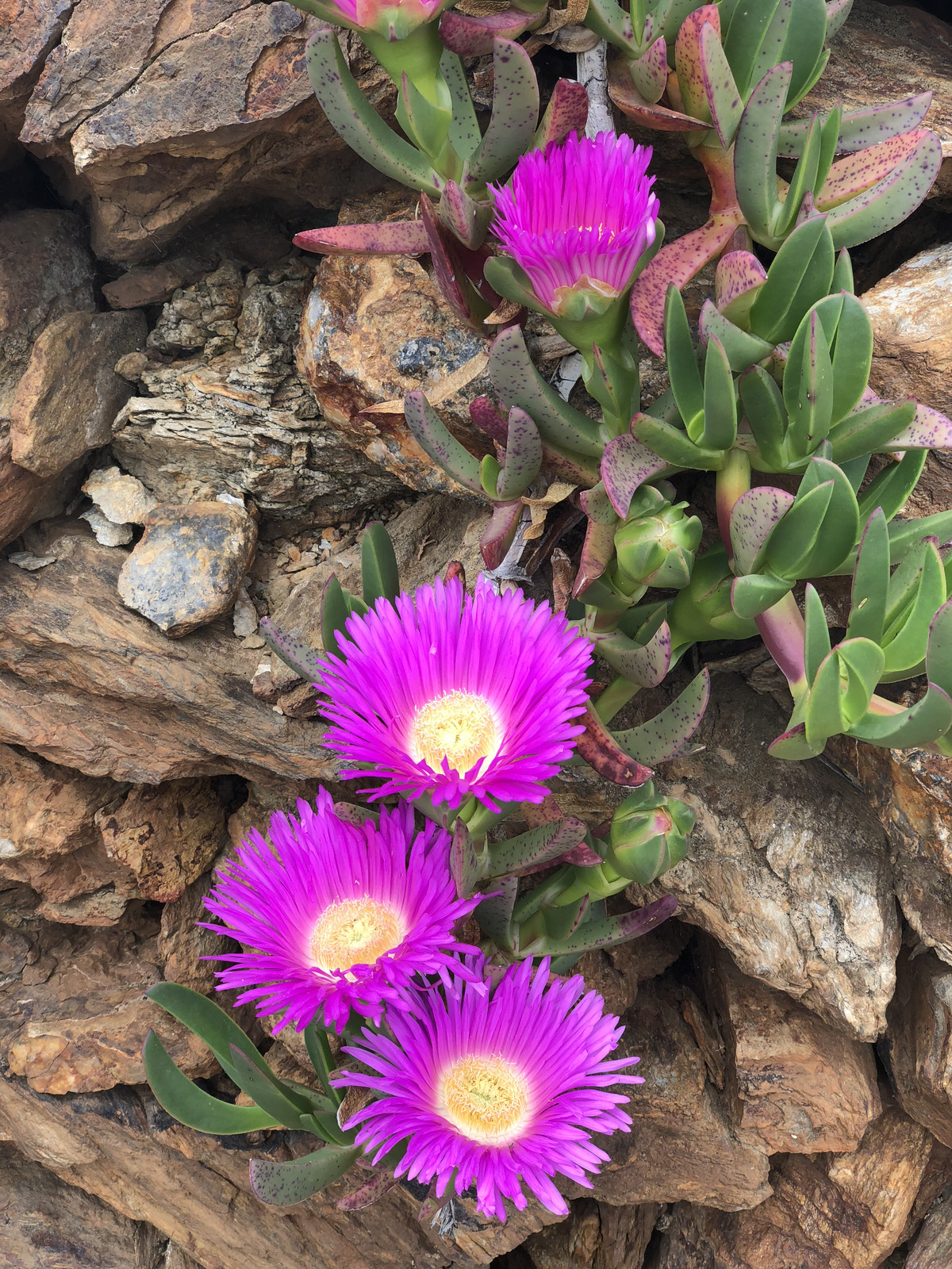 照片 法国(France) 科利乌尔(Collioure) 2018-04 410