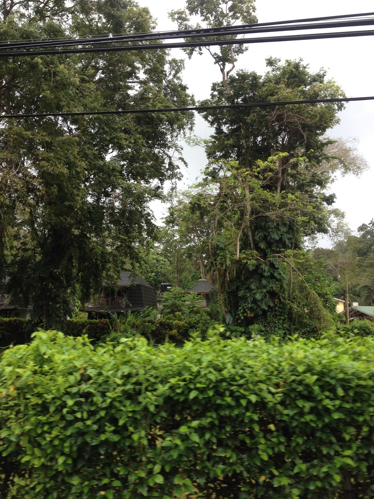 照片 哥斯达黎加(Costa Rica) 塔拉曼卡旧港(Puerto Viejo de Talamanca) 2015-03 98