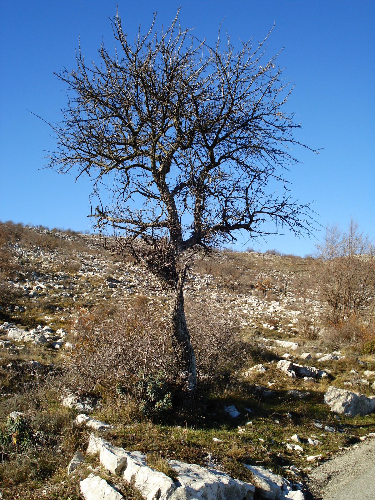 照片 法国(France) 蔚蓝海岸(French Riviera) 旺斯山口公路(Col de Vence road) 2007-01 65