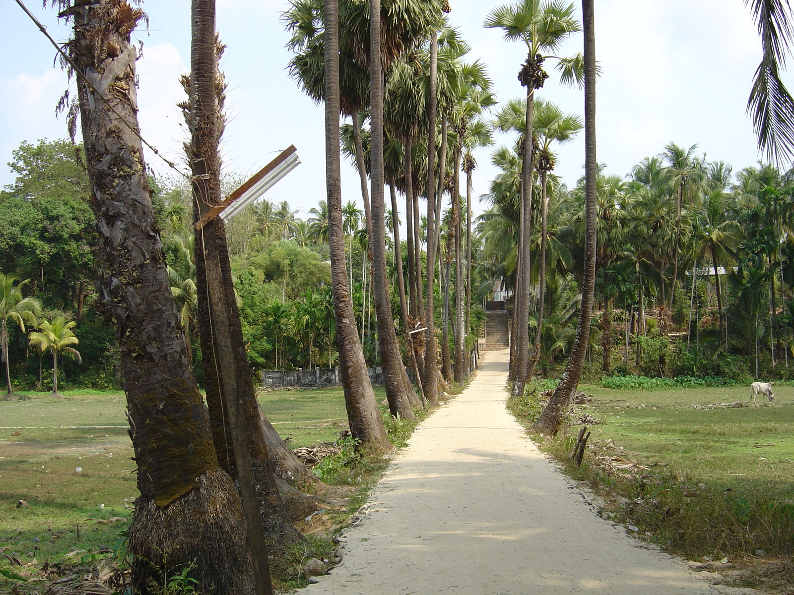 照片 缅甸(Myanmar) 茂马干北部(Maungmagan North) 2005-01 19