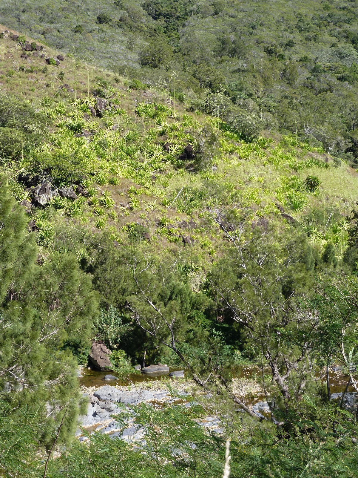 照片 新喀里多尼亚(New Caledonia) 通图塔至蒂奥公路(Tontouta to Thio road) 2010-05 19