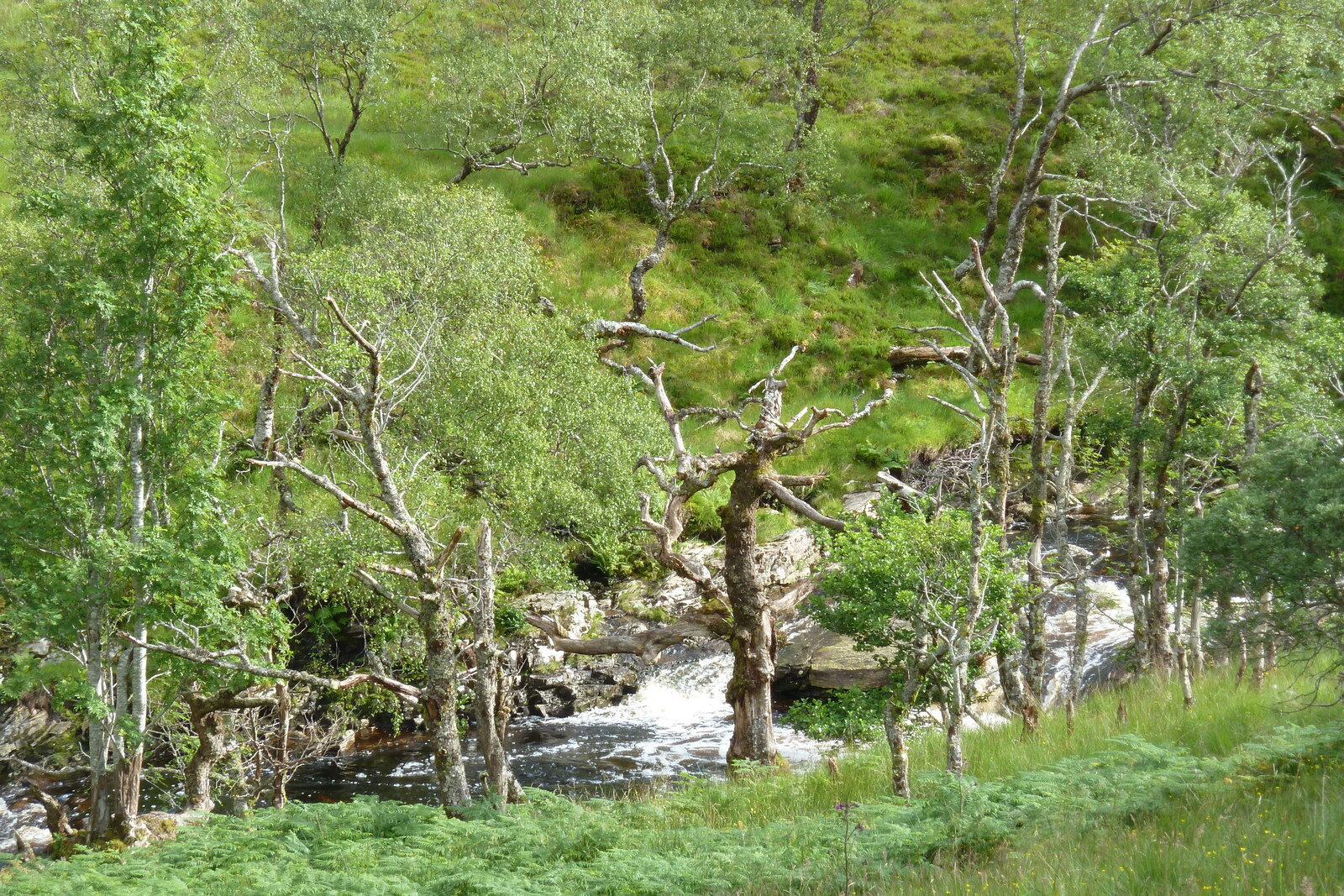 照片 英国(United Kingdom) 韦斯特罗斯(Wester Ross) 2011-07 151