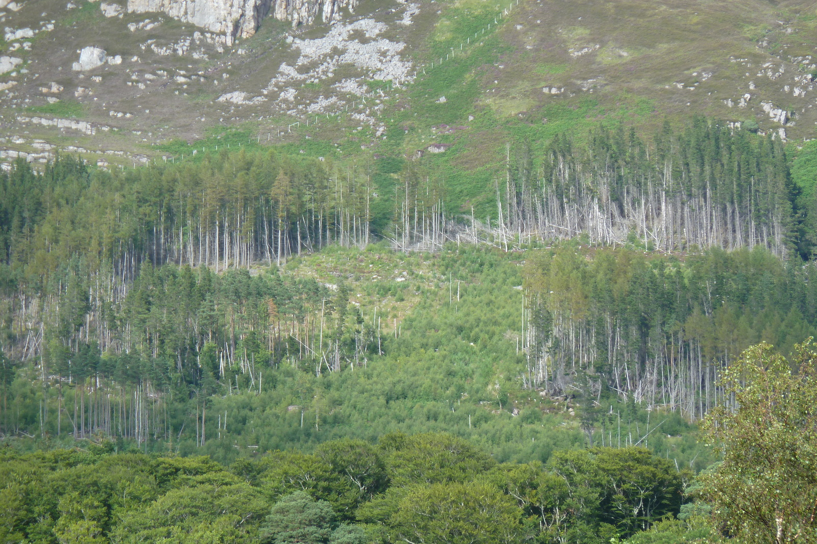 照片 英国(United Kingdom) 韦斯特罗斯(Wester Ross) 2011-07 161