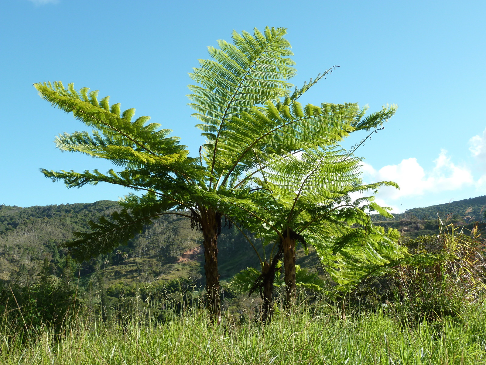 照片 新喀里多尼亚(New Caledonia) 2010-05 100