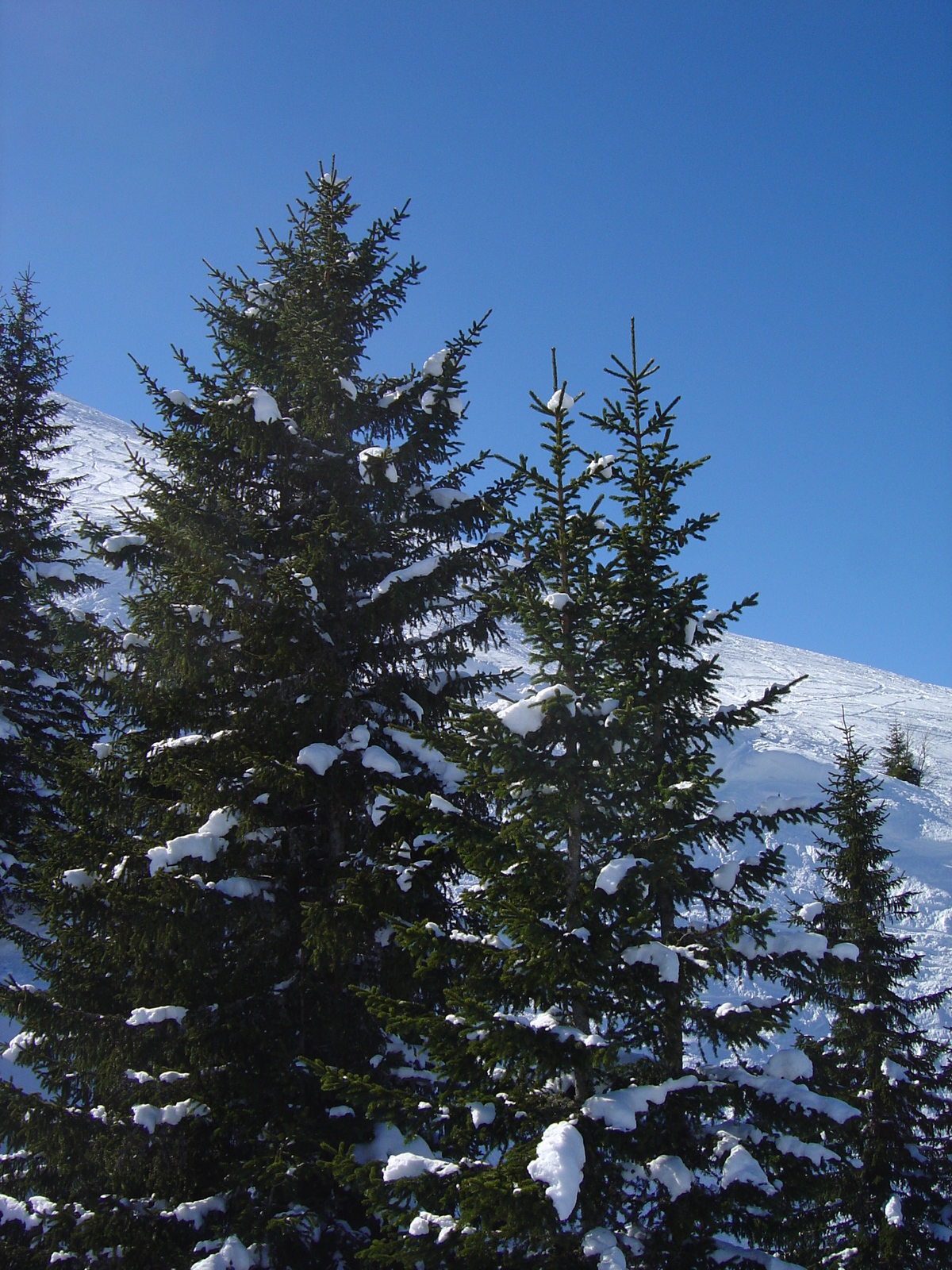 照片 奥地利(Austria) 基茨比厄尔(Kitzbuhel) 滑雪(Ski) 2005-03 59