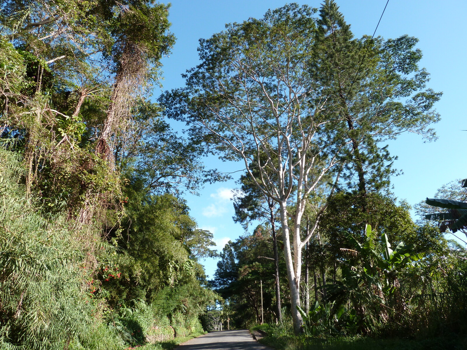 照片 新喀里多尼亚(New Caledonia) 卡纳拉至拉福阿公路(Canala to La Foa road) 2010-05 26