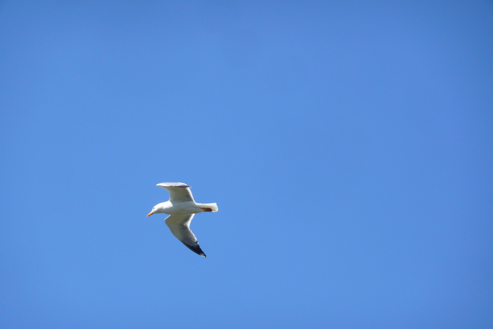 照片 法国(France) 波克罗勒岛(Porquerolles Island) 勒坎角(Pointe du Lequin) 2008-05 33
