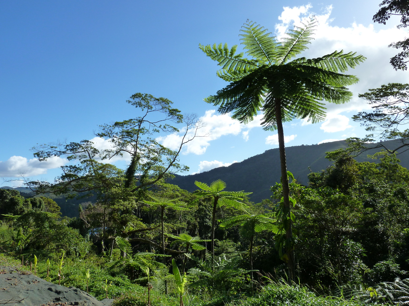 照片 新喀里多尼亚(New Caledonia) 2010-05 123