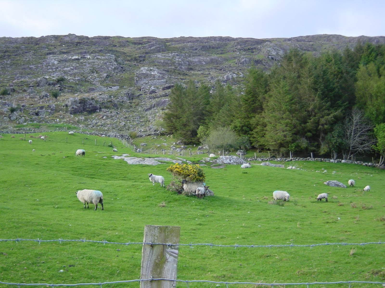 照片 爱尔兰(Ireland) 凯里郡(Kerry) 基拉尼国家公园(Killarney National Park) 2004-05 25