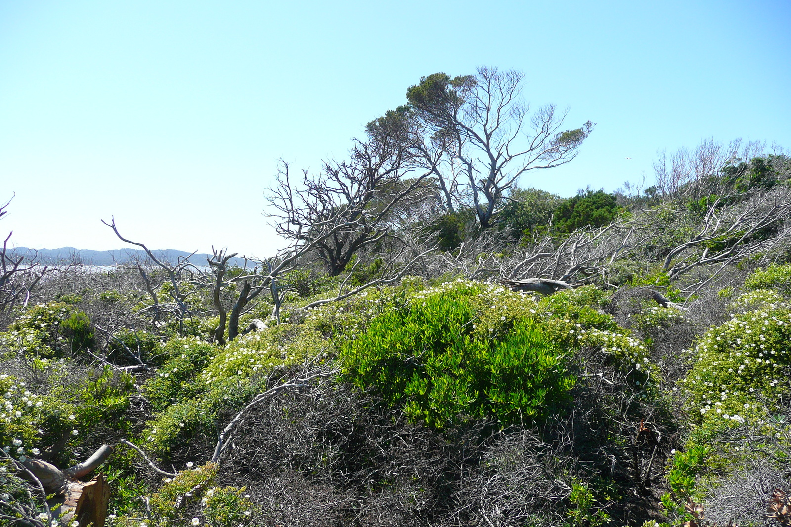 照片 法国(France) 波克罗勒岛(Porquerolles Island) 勒坎角(Pointe du Lequin) 2008-05 32