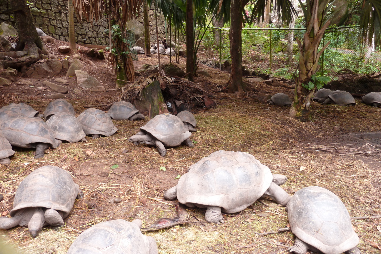 照片 塞舌尔(Seychelles) 马埃岛(Mahe) 2011-10 143