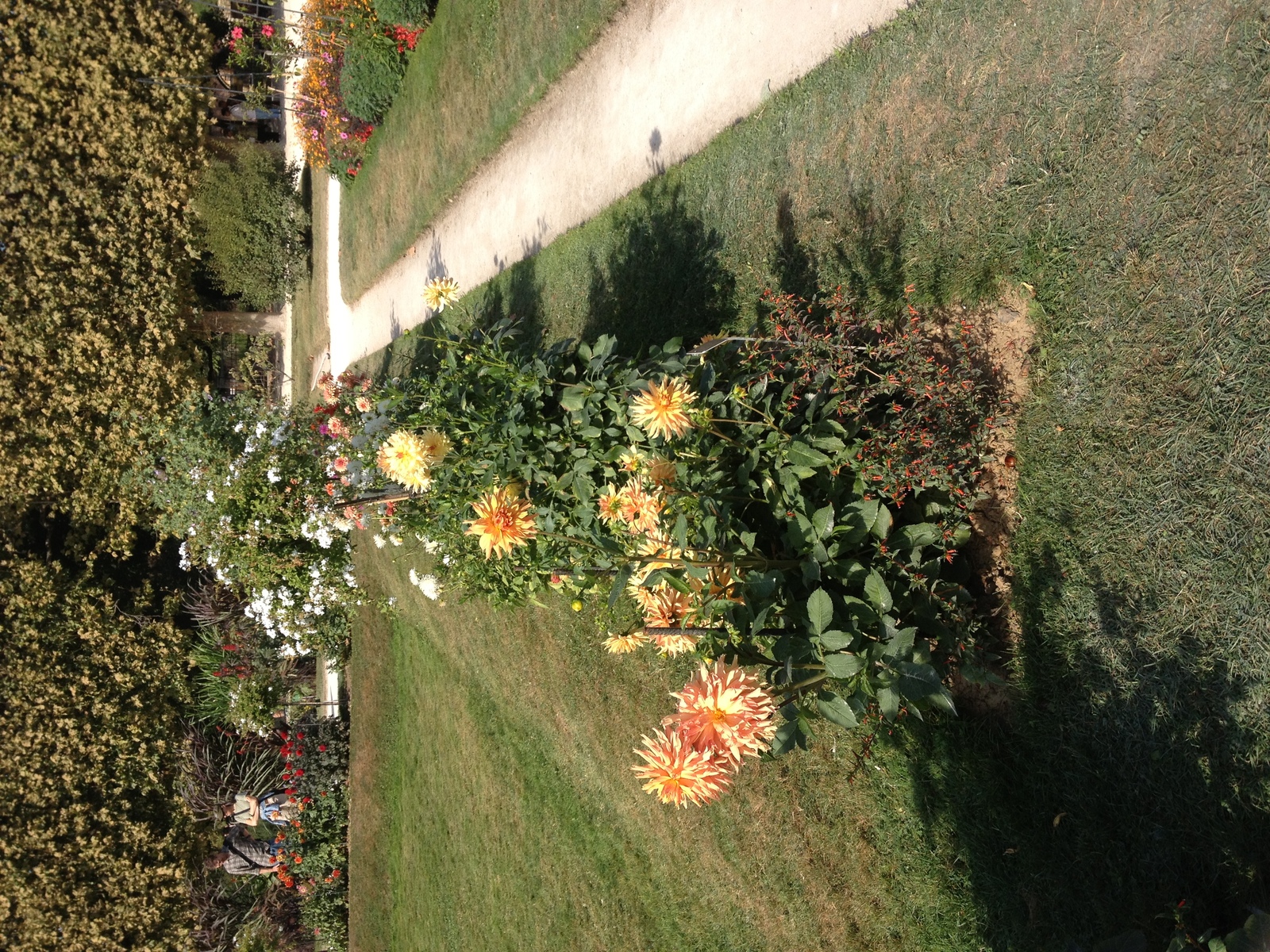 照片 法国(France) 巴黎(Paris) 巴黎植物园(Jardin des Plantes) 2014-09 25