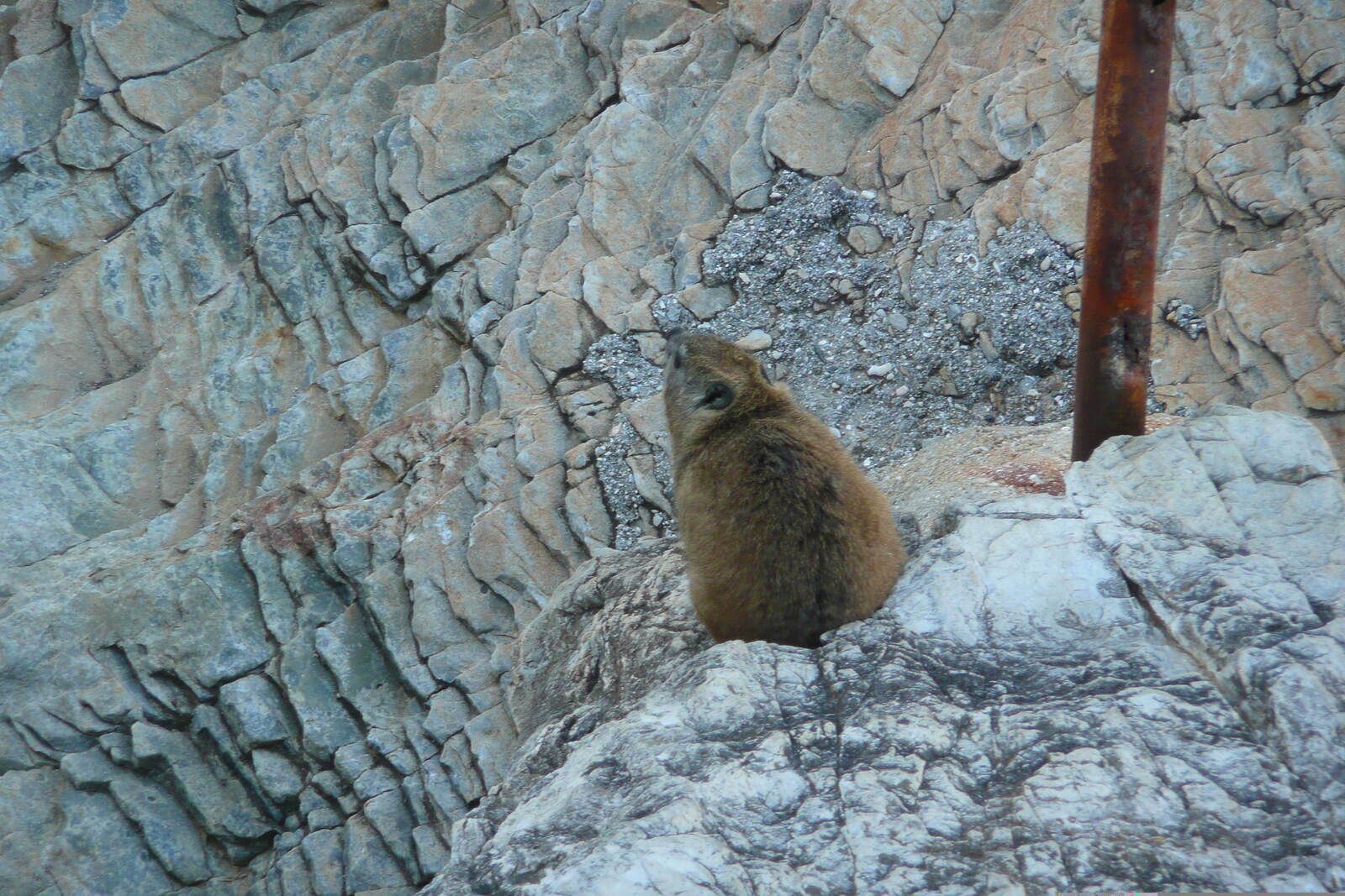 照片 南非(South Africa) 赫曼努斯(Harmanus) 2008-09 241