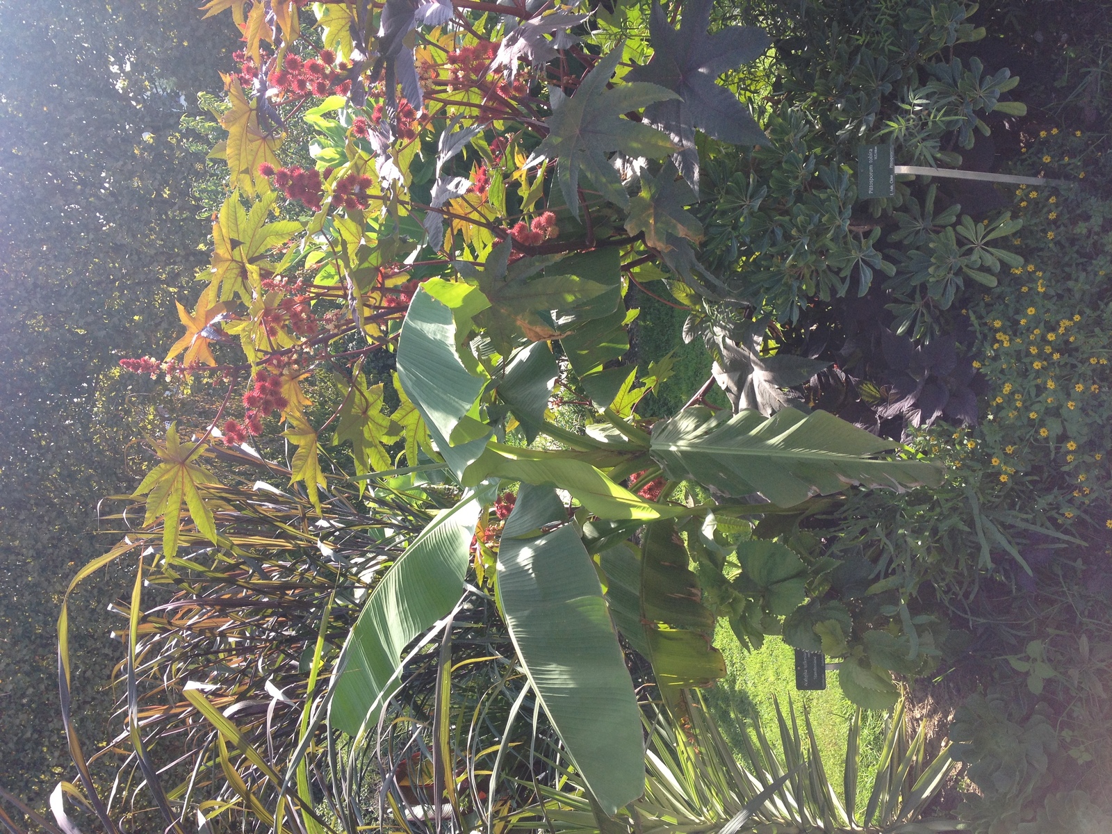 照片 法国(France) 巴黎(Paris) 巴黎植物园(Jardin des Plantes) 2014-09 27