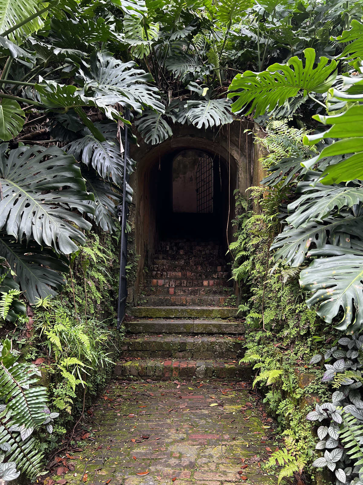 照片 新加坡(Singapore) 福康宁公园(Fort Canning Park) 2023-01 2