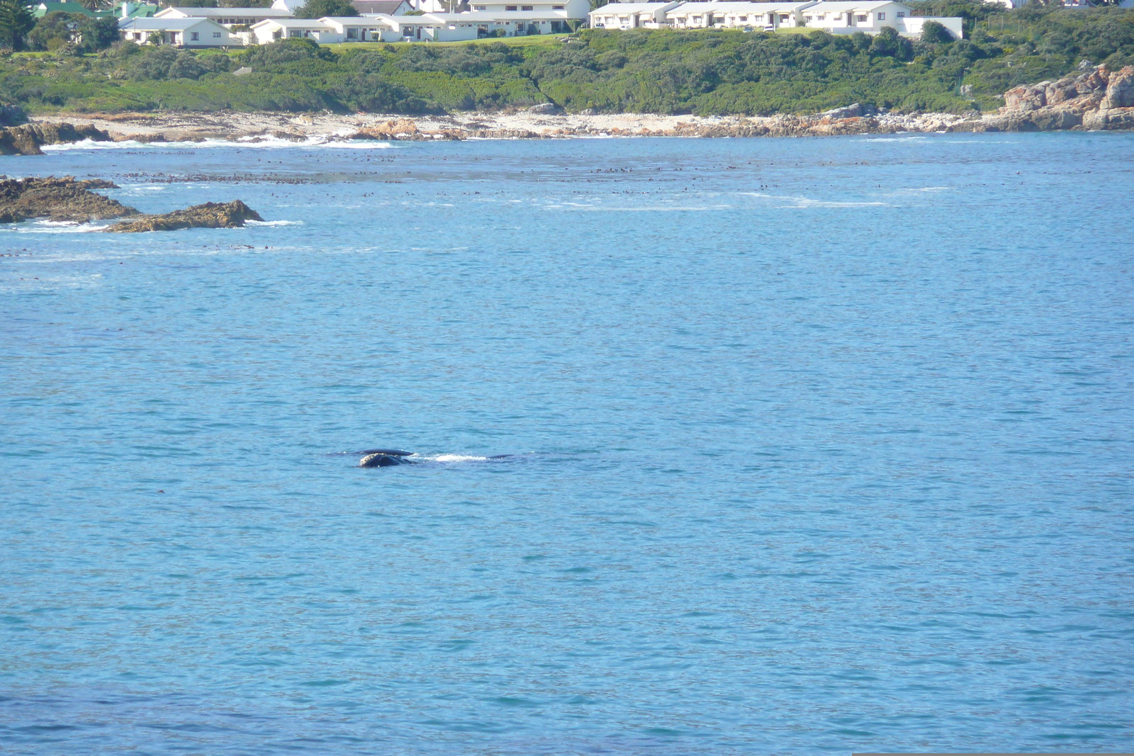 照片 南非(South Africa) 赫曼努斯(Harmanus) 2008-09 43