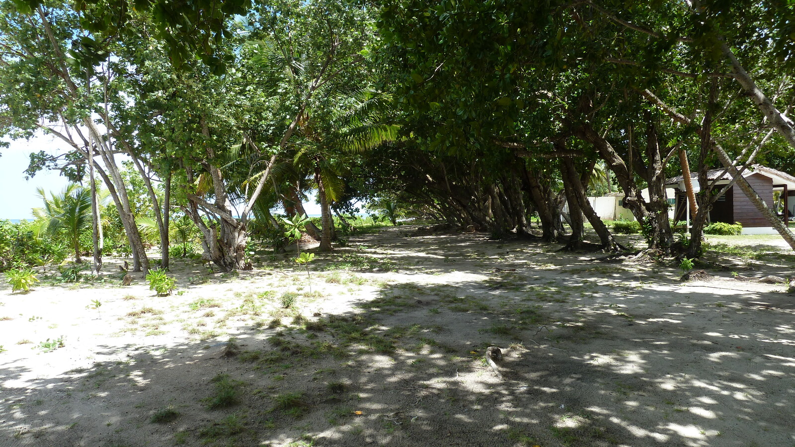 照片 塞舌尔(Seychelles) 拉迪格岛(La Digue) 2011-10 193