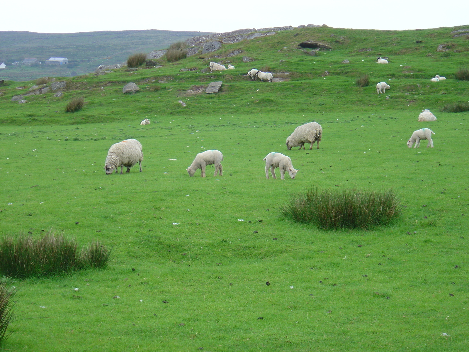 照片 爱尔兰(Ireland) 凯里郡(Kerry) 凯尔斯(Kells) 2004-05 4