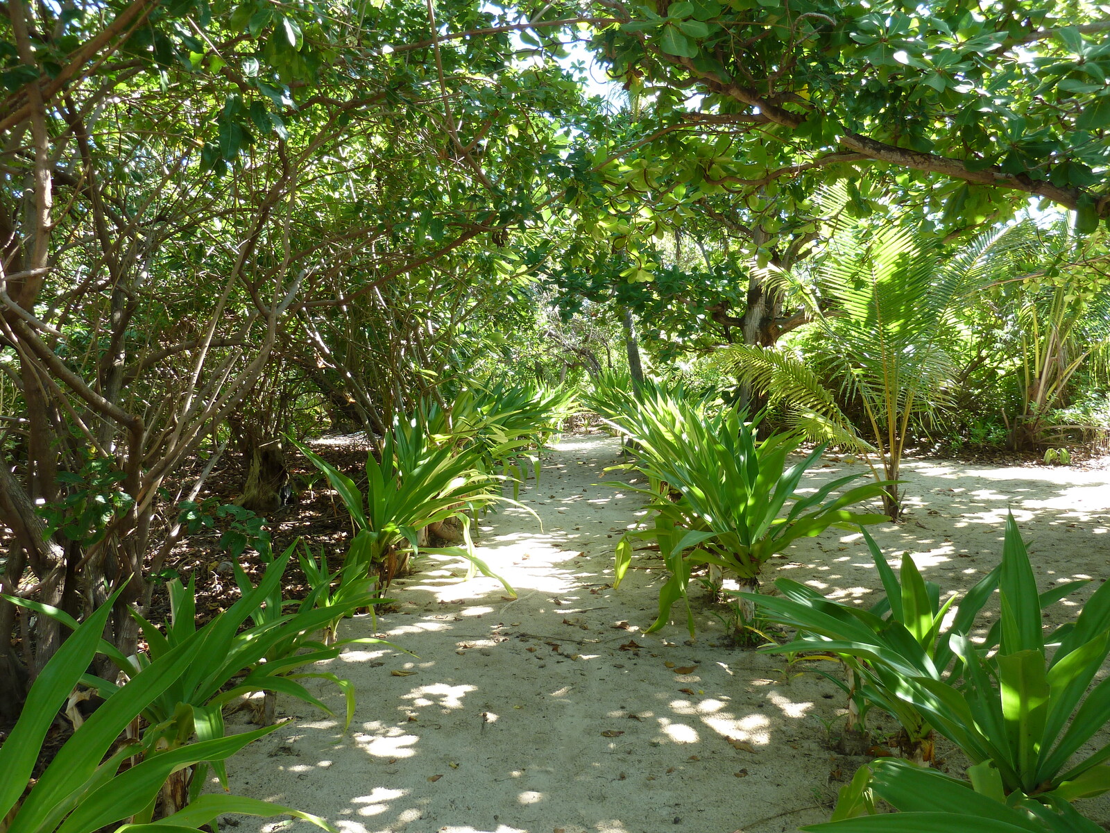 照片 斐济(Fiji) 库克船长游轮(Captain Cook Cruises) 2010-05 7
