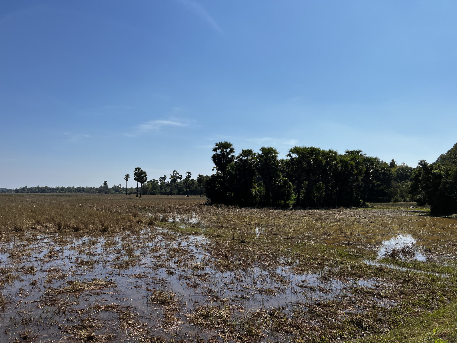 照片 柬埔寨(Cambodia) 暹粒(Siem Reap) 2023-01 81