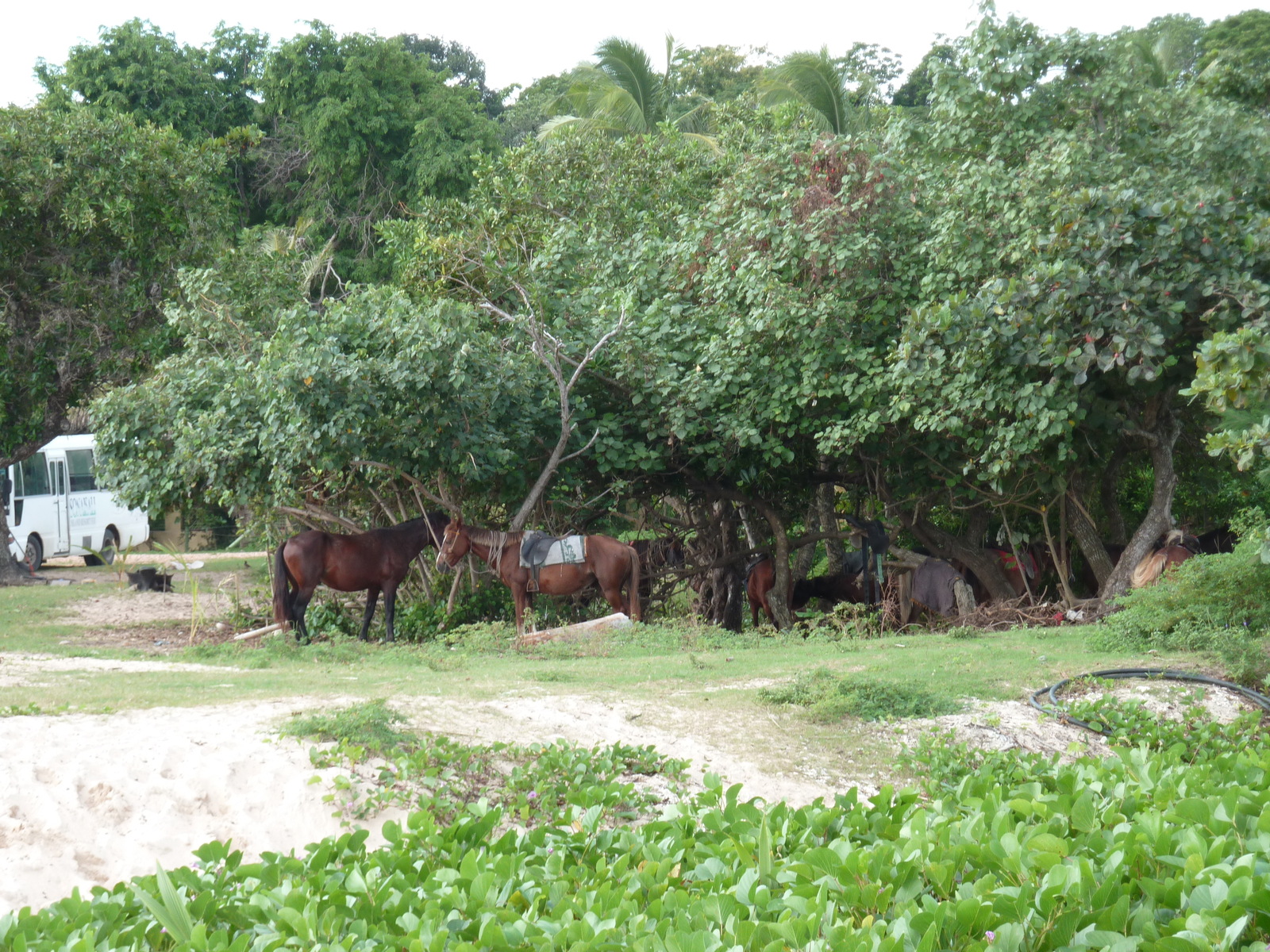 照片 斐济(Fiji) 纳塔多拉海滩(Natadola beach) 2010-05 26
