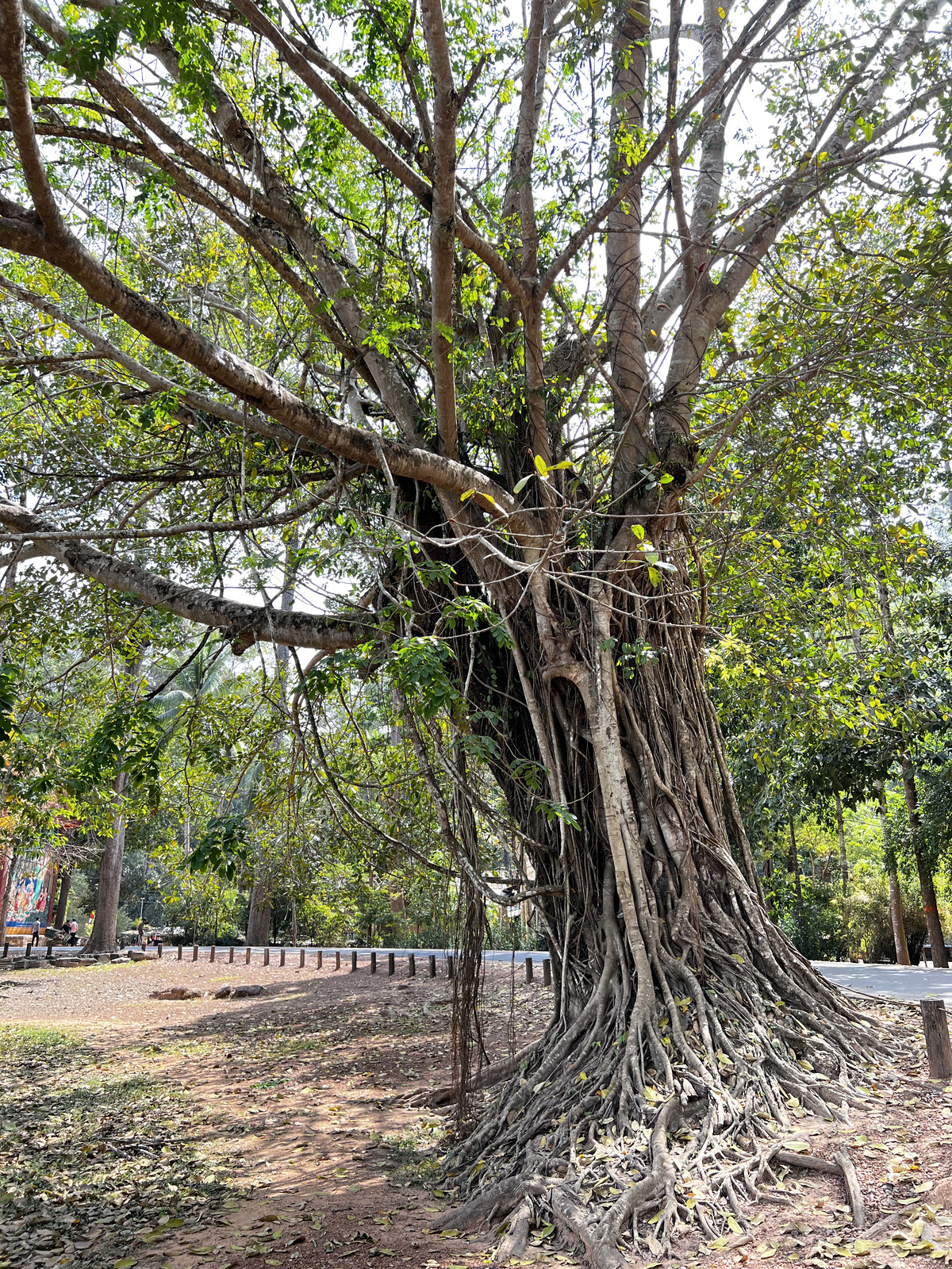 照片 柬埔寨(Cambodia) 暹粒(Siem Reap) 巴戎寺(Bayon) 2023-01 11