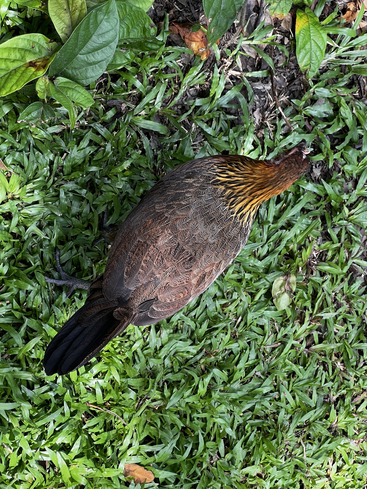 照片 新加坡(Singapore) 新加坡植物园(Singapore Botanic Gardens) 2023-01 118
