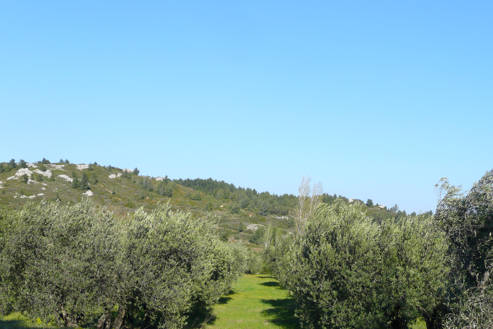 照片 法国(France) 普罗旺斯(Provence) 莱博至塔拉斯孔公路(Baux de Provence to Tarascon road) 2008-04 4