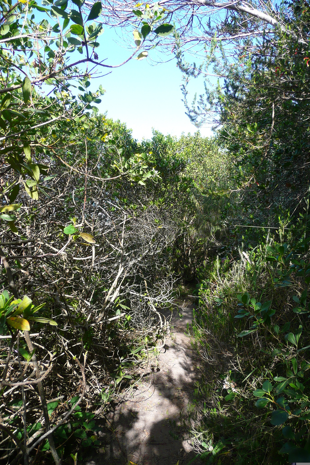 照片 南非(South Africa) 克尼斯纳岬角(Knysna Heads) 2008-09 22
