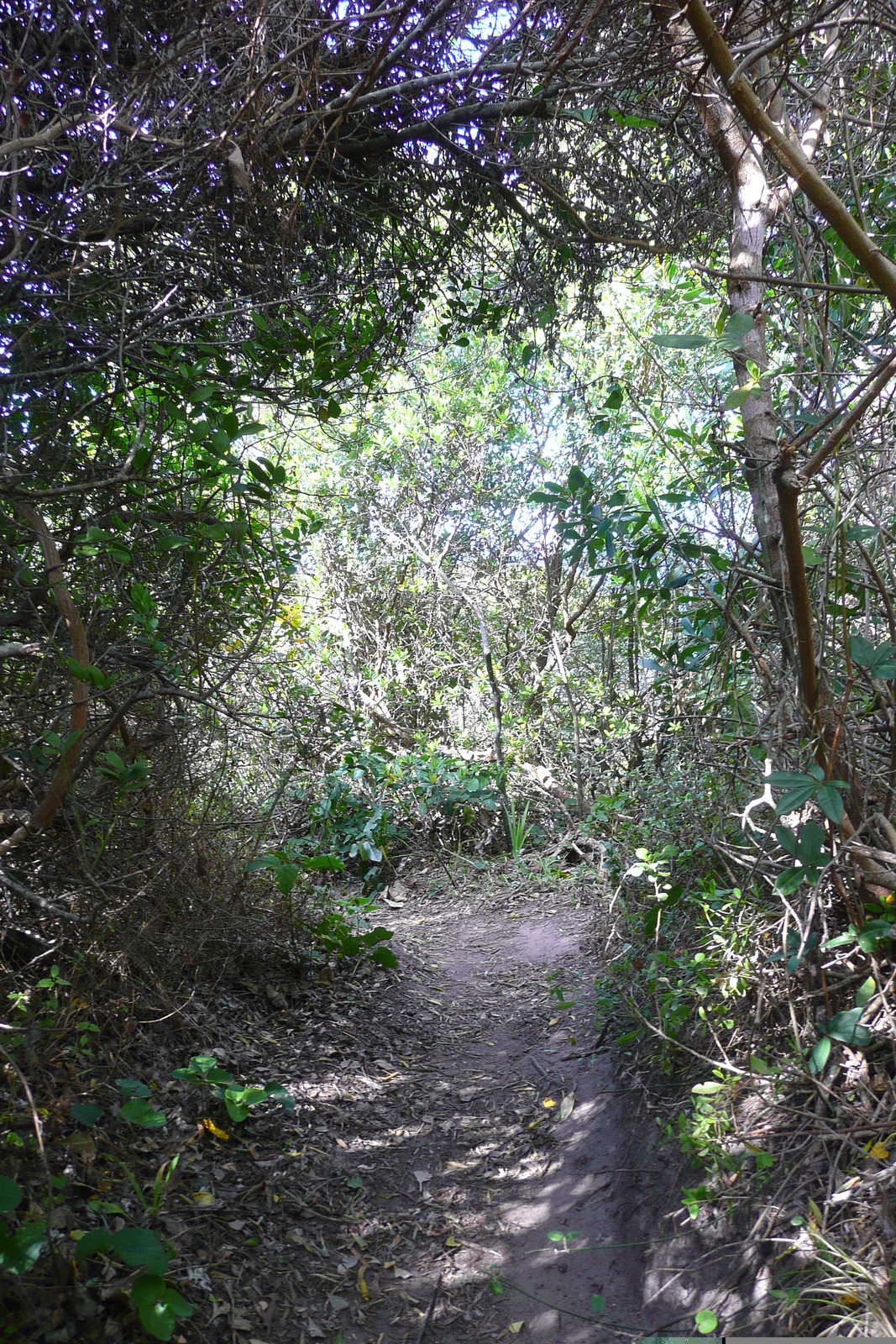 照片 南非(South Africa) 克尼斯纳岬角(Knysna Heads) 2008-09 23