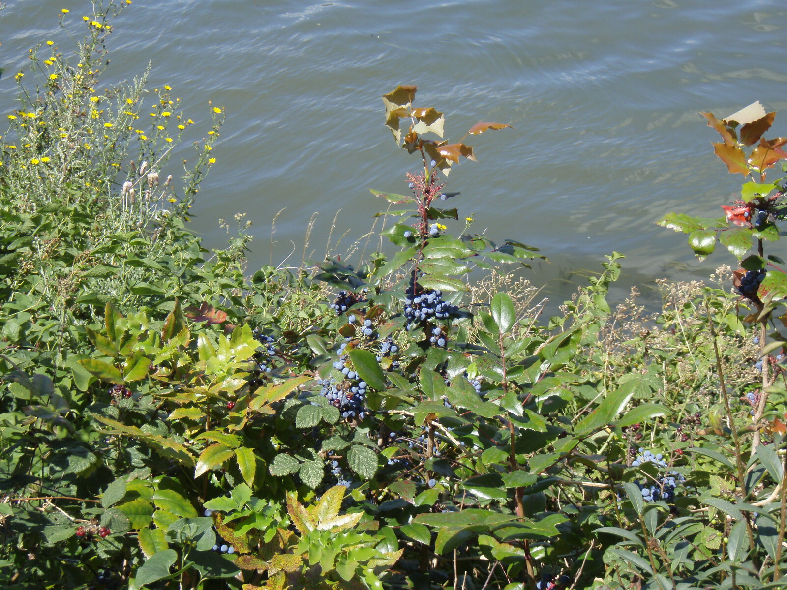 照片 法国(France) 科隆布(Colombes) 马朗特岛(L'ile Marrante) 2007-07 22
