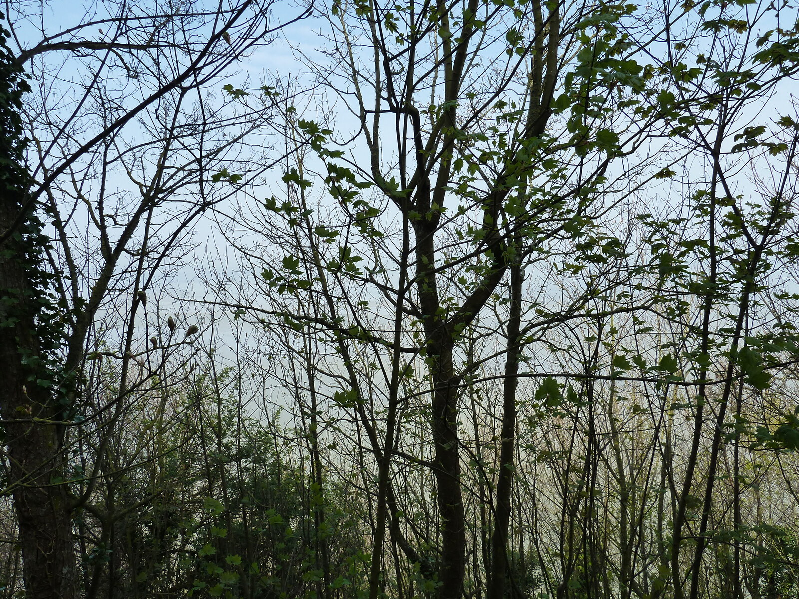 照片 法国(France) 圣米歇尔山(Mont St Michel) 2010-04 18