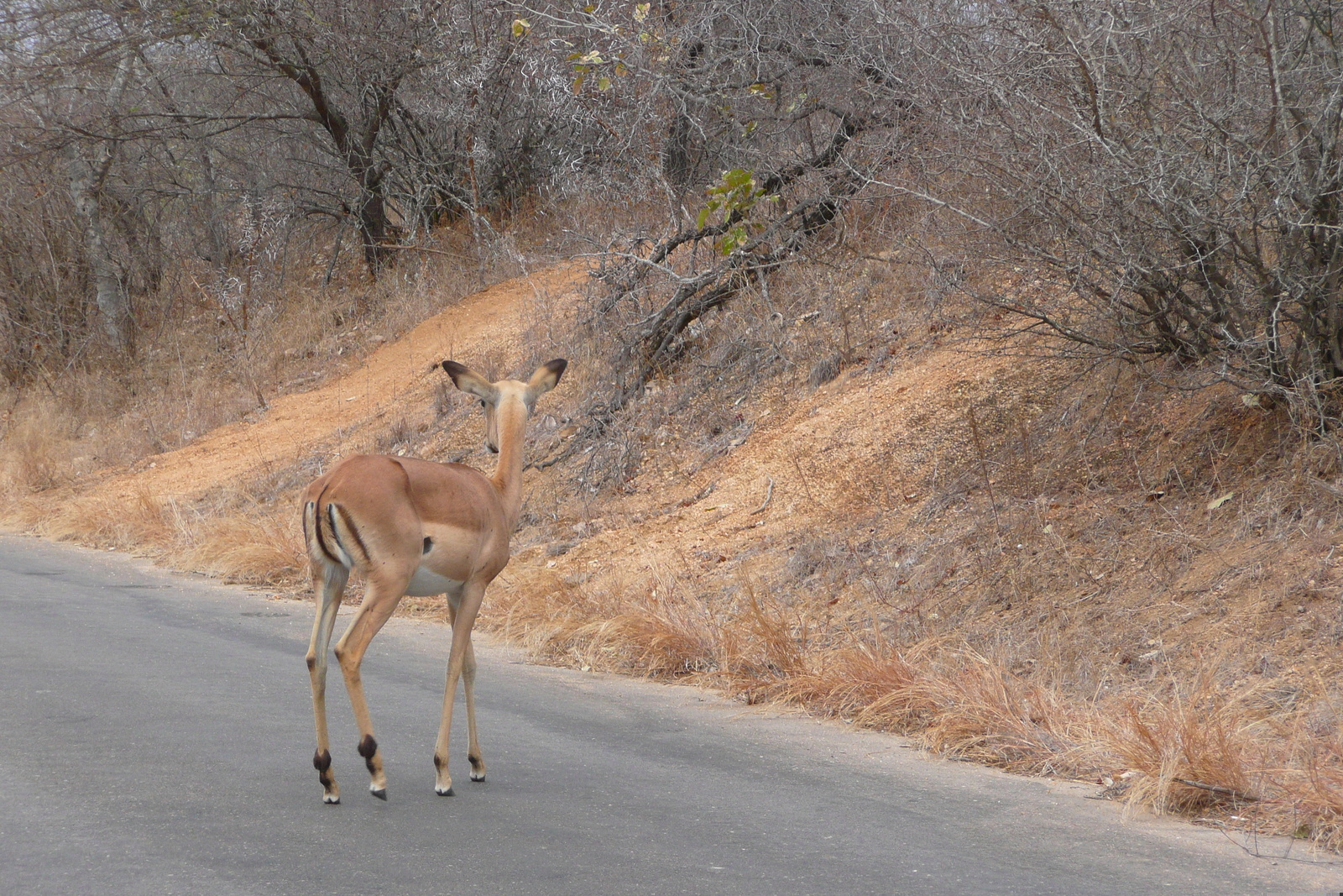照片 南非(South Africa) 克鲁格国家公园(Kruger National Park) 2008-09 188