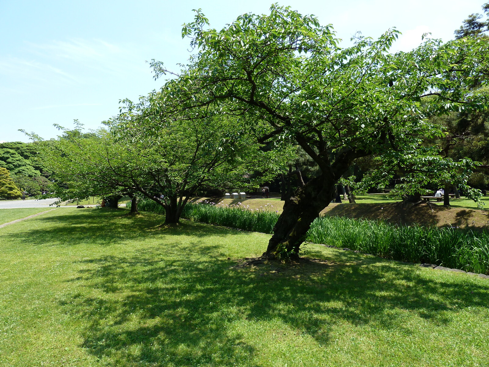 照片 日本(Japan) 东京(Tokyo) 滨离宫恩赐庭园(Hama rikyu Gardens) 2010-06 4