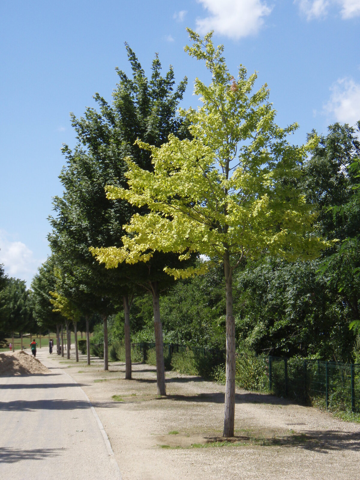 照片 法国(France) 科隆布(Colombes) 马朗特岛(L'ile Marrante) 2007-07 35